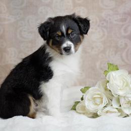 Torin - Black tri male Miniature Australian Shepherd puppy in Mechanicsburg, Pennsylvania from TJ's Aussies