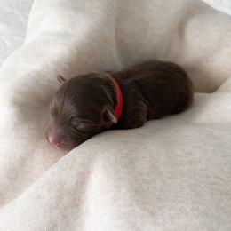 Nemo - Red tri male Miniature Australian Shepherd puppy in Pollok, Texas from Pineywoods Pups
