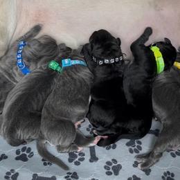 3rd pick female - Gray female Cane Corso puppy in Clewiston, Florida from Far From Average Kennels
