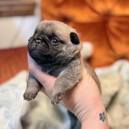 Brewski - Fawn male Pug puppy in Randleman, North Carolina from Peachy Pugs