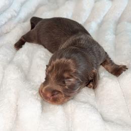 Abigail - Chocolate and tan female Dachshund puppy in San Diego, California from Enchantables