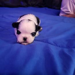 Trixy - Black and white female Shih Tzu puppy in Willard, Utah from Shih-tzu Queen