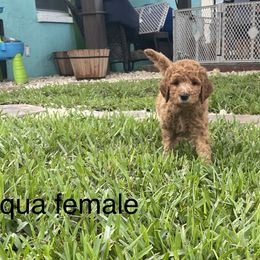 Goldendoodle Puppies from The Miller's Goldendoodles