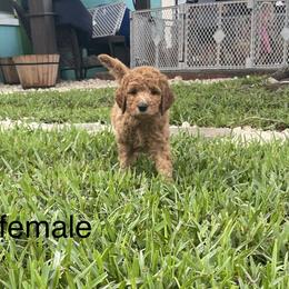 Goldendoodle Puppies from The Miller's Goldendoodles