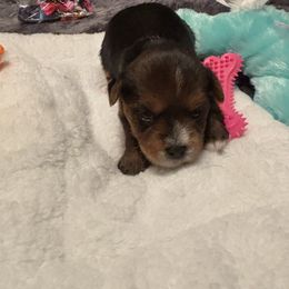 Little  Bitty - Black and gold female Yorkshire Terrier puppy in Brandenburg, Kentucky from Lil Amazing Paws Yorkshire Terriers