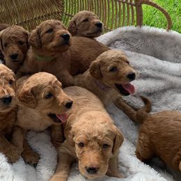 Goldendoodle Puppies from Tejas Doodles