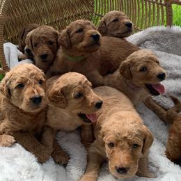 Goldendoodle Puppies from Tejas Doodles