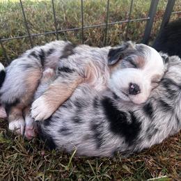 Australian Shepherd Puppies from Hamilton Farms