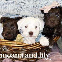 Cavapoos and Miniature Schnauzers from Moana & Lily's Pups