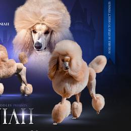 Poodles from Kings Honored Poodles