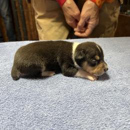 Crockett - Black white and tan male Rat Terrier puppy in Gonzales, Texas from Sunshine Deckers