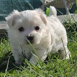 Henry - White and tan male Maltese puppy in Aurora, Missouri from KnJ Precious Paws LLC