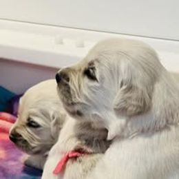 Fourth Pick Male - Light golden male Golden Retriever puppy in Alaska from Birchwood Goldens