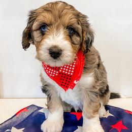 Elden - Blue merle male Aussiedoodle puppy in Flagstaff, Arizona from Gunstock Doodles