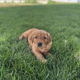Golden Retriever Puppies from K5 Dog Services