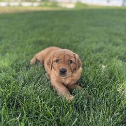 Golden Retriever Puppies from K5 Dog Services