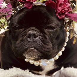 American Bullies and French Bulldogs from Boujie Bullies & Frenchie’s