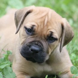 Lilo - Red female Boerboel puppy in Wasilla, Alaska from Northland Boerboels