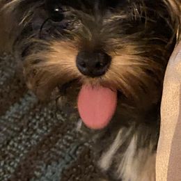 Yorkshire Terriers from Baywood Yorkshire Terriers