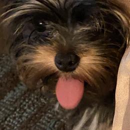 Yorkshire Terriers from Baywood Yorkshire Terriers