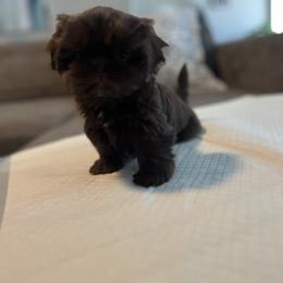 Shih Tzu Puppies from Butterfly Shih Tzu Pups