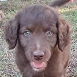 Duke - Brown and white male Aussiedoodle puppy in Grand Saline, Texas from Aussies Acre