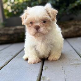 Male 2 - Cream and white male Shih Tzu puppy in Union City, Georgia from Chinx Puppy Songs
