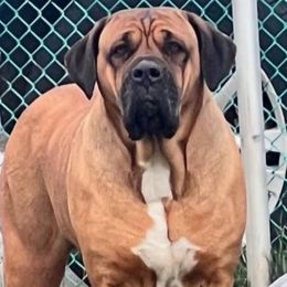Julie - Cane Corso