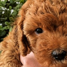 Goldendoodles from Amy's Goldendoodles