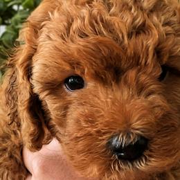 Goldendoodles from Amy's Goldendoodles
