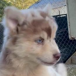 Astro - Merle male Pomsky puppy in Spring Hill, Florida from PDQ Pomskies