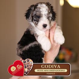 Godiva - Merle female Sheepadoodle puppy in Cleveland, Tennessee from Narrow Path Old English & Sheepadoodles