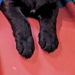 Labrador Retriever Puppies from Purdy Lake Labradors