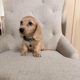 Boy 2 - Cream male Dachshund puppy in Mc Donough, Georgia from Hot Diggity Doxies