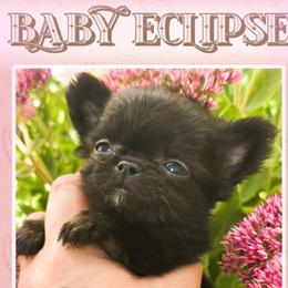 Eclipse - Blue and white female Chihuahua puppy in North Dakota from American Dream Chihuahua’s