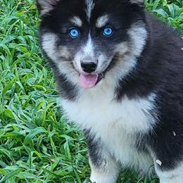Black tri female - Tri-color female Pomsky puppy in Gladstone, Virginia from Rustic Charms Miniature Huskys