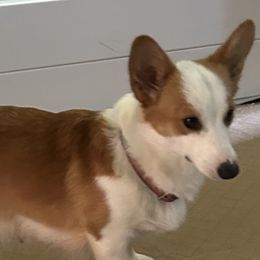 Sandy - Pembroke Welsh Corgi