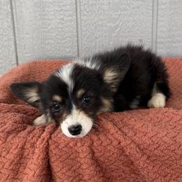 Patsy - Black and tan female Pembroke Welsh Corgi puppy in Mc Cammon, Idaho from Sunny J Corgis and Mini Americans