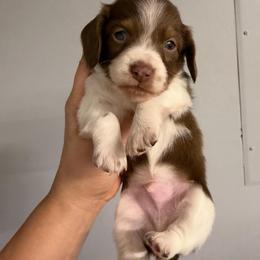 Rollo - Piebald male Dachshund puppy in Fredericksburg, Indiana from Blue River Mini Dachshunds