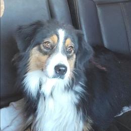 Missy - Miniature American Shepherd