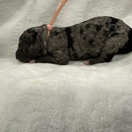Peach Collar - Brindle female Poodle puppy in Chino Valley, Arizona from Whiskey Row Royals