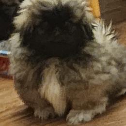 Mr - Gray sable male Pekingese puppy in Newhall, Iowa from Con-Lea Pekingese kennel