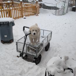 Great Pyrenees Puppies from Bobby Horton