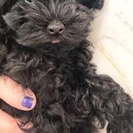 Asher - Black male Yorkipoo puppy in Collier County, Florida from Star Catcher Pups