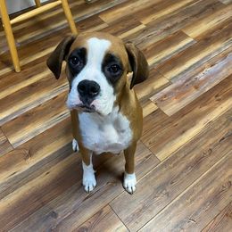 Bella - Boxer