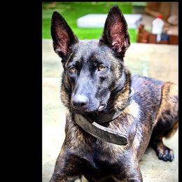 Belgian Malinois, Dutch Shepherds, and German Shepherds from Andy's Elite K9