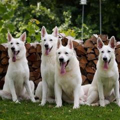 Berger Blanc Suisses from Hollybrook White Shepherds