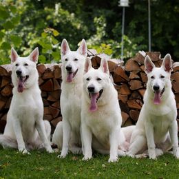 Berger Blanc Suisses from Hollybrook White Shepherds