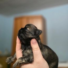 Girl 2 - Brindle female Shih Tzu puppy in Norris City, Illinois from Dainty and Darling Shih Tzu