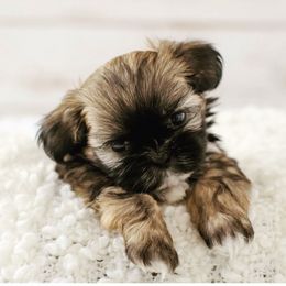 Shih Tzu Puppies from The Family Shih Tzu